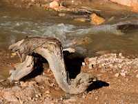 31 Bryce driftwood water monster 8360